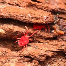 Attēlu rezultāti vaicājumam “Trombidiidae”