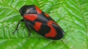 Attēlu rezultāti vaicājumam “Aphrophora nymph”