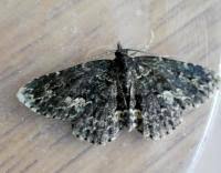 Attēlu rezultāti vaicājumam “Parascotia fuliginaria”