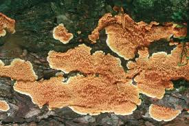 Attēlu rezultāti vaicājumam “Ceriporiopsis aneirina”