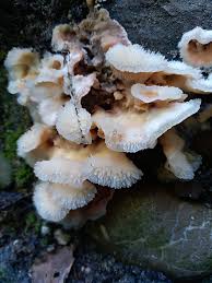 Attēlu rezultāti vaicājumam “Phlebia tremellosa”