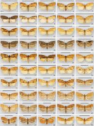 Attēlu rezultāti vaicājumam “Tortricidae”