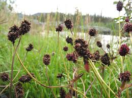 Attēlu rezultāti vaicājumam “Sanguisorba officinalis flower”
