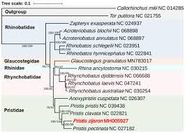 Image result for Acroteriobatus blochii