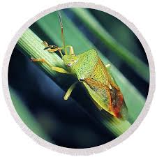 Attēlu rezultāti vaicājumam “Elasmostethus interstinctus”