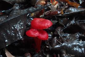 Attēlu rezultāti vaicājumam “Hygrocybe sp.”