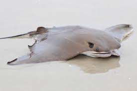 Image result for Rhinoptera brasiliensis