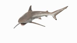 Image result for Carcharhinus brevipinna