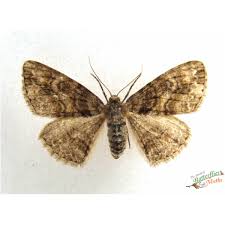 Attēlu rezultāti vaicājumam “Cleora cinctaria”