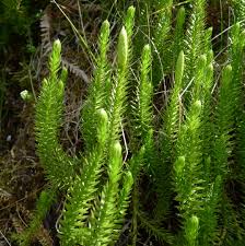 Attēlu rezultāti vaicājumam “Lycopodiaceae”