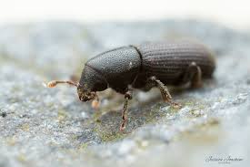 Attēlu rezultāti vaicājumam “Hylastes sp.”