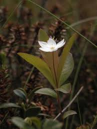 Attēlu rezultāti vaicājumam “Trientalis europaea leaf”
