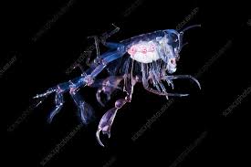 Attēlu rezultāti vaicājumam “Phronia sp.”