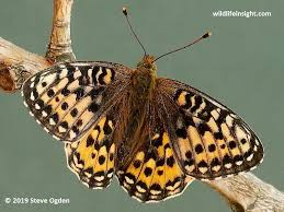Attēlu rezultāti vaicājumam “Argynnis aglaja upperside”