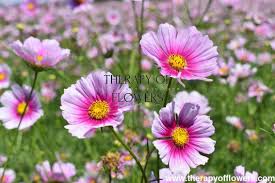 Image result for Schmuckkörbchen