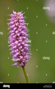 Attēlu rezultāti vaicājumam “Bistorta major flower”