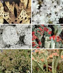 Attēlu rezultāti vaicājumam “Cladonia stygia”