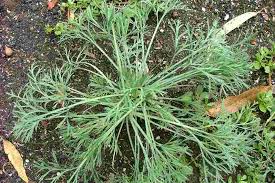 Attēlu rezultāti vaicājumam “Eschscholzia californica leaf”