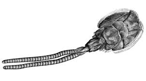 Attēlu rezultāti vaicājumam “Licea chelonoides sessile”