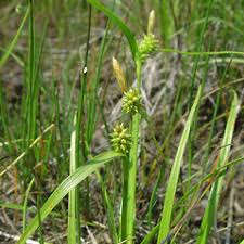 Attēlu rezultāti vaicājumam “Carex viridula flower”