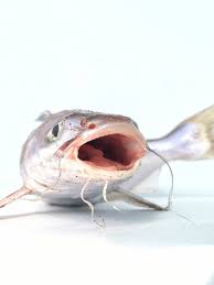 Image result for Bagre marinus