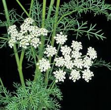 Image result for Carum carvi