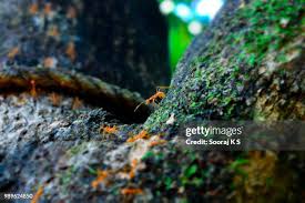 Attēlu rezultāti vaicājumam “Metatrichia vesparia spores”