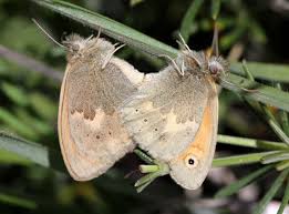 Attēlu rezultāti vaicājumam “Coenonympha pamphilus”