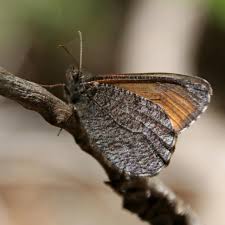 Attēlu rezultāti vaicājumam “Oeneis jutta underside”