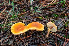 Attēlu rezultāti vaicājumam “Galerina marginata”