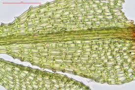 Attēlu rezultāti vaicājumam “Philonotis fontana”