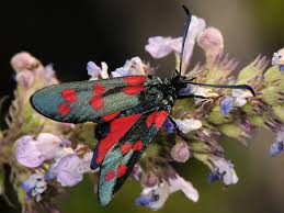 Attēlu rezultāti vaicājumam “Zygaena filipendulae exuvia”