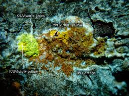 Attēlu rezultāti vaicājumam “Erythricium aurantiacum”