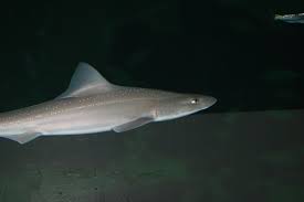 Image result for Mustelus asterias