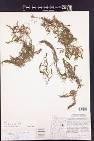 Attēlu rezultāti vaicājumam “Callitriche hermaphroditica leaf”