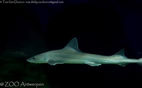 Image result for Mustelus asterias