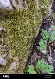 Attēlu rezultāti vaicājumam “Neckera complanata”