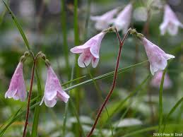 Attēlu rezultāti vaicājumam “Linnaea borealis fruit”