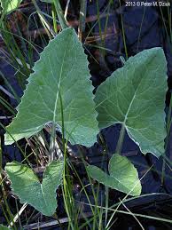 Attēlu rezultāti vaicājumam “Petasites spurius leaf”