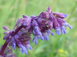Attēlu rezultāti vaicājumam “Salvia verticillata leaf”
