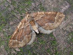 Attēlu rezultāti vaicājumam “Pelurga comitata”