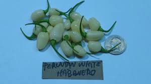 Afbeeldingsresultaat voor white habanero hot pepper