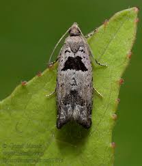 Attēlu rezultāti vaicājumam “Epinotia ramella”