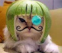 Image result for limecat