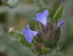 Attēlu rezultāti vaicājumam “Anchusa arvensis flower”
