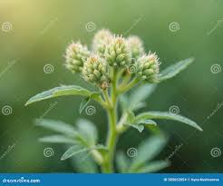Attēlu rezultāti vaicājumam “Artemisia vulgaris bud”