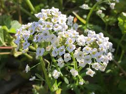 Attēlu rezultāti vaicājumam “Lobularia maritima”