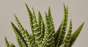 Image result for Haworthia