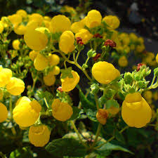 Image result for Calceolaria integrifolia