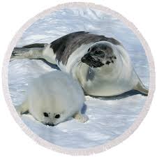 Image result for Pagophilus groenlandicus